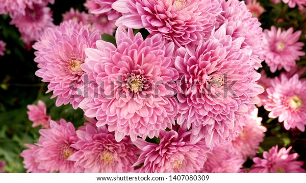 A close up photo of a bunch of dark pink\
chrysanthemum flowers with yellow centers and white tips on their\
petals. Chrysanthemum pattern in flowers park. Cluster of pink\
purple chrysanthemum flowers.