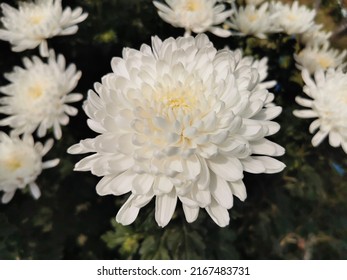 Close up photo of a bunch of dark white chrysanthemum flowers with yellow centers and white tips on their petals. Chrysanthemum pattern in flowers park. Cluster of white chrysanthemum flowers. - Powered by Shutterstock