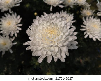 Close up photo of a bunch of dark white chrysanthemum flowers with yellow centers and white tips on their petals. Chrysanthemum pattern in flowers park. Cluster of white chrysanthemum flowers. - Powered by Shutterstock