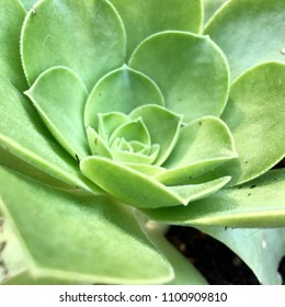 Close up photo of a California Succulent Plant