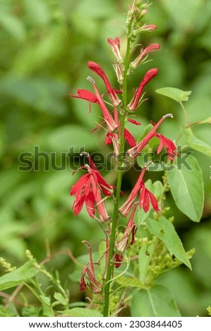 A close up photo of a Cardinal Flower, Lobelia cardinalis. Flower spikes with multiple flowers and buds. Photographed in summer in Tennessee.