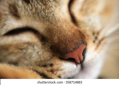 34,985 Cat nose close up Images, Stock Photos & Vectors | Shutterstock