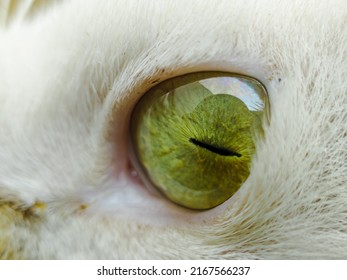 Close Up Photo Of A Cat's Green Eyeball