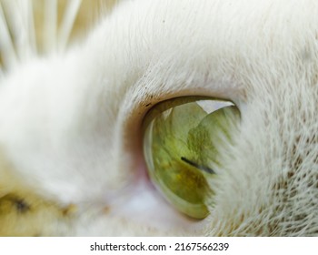 Close Up Photo Of A Cat's Green Eyeball