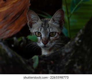 Close up photo of a cautious cat hiding behind tree. - Shutterstock ID 2265598773