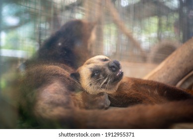 The Close Up Photo Of Civet Cat Laying Down Inside The Cage.