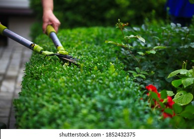 Close up photo of clipped boxwood bush, green leaves bush texture, blurred natural green background. Topiary in the home garden. - Shutterstock ID 1852432375