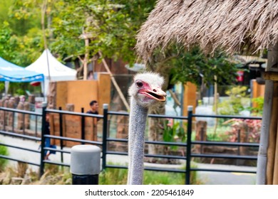 Close Up Photo Of The Common Ostrich Head