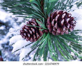 Close Up Photo Cones On A Snowy Pine Branch