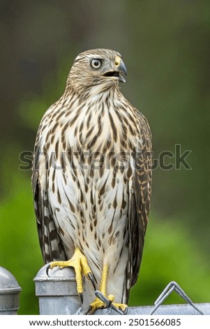 A close up photo of a cooper's hawk perched on a chain link fence in north Idaho.