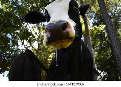 Close Up Photo Of A Cow Drooling On A Farm In Mississippi