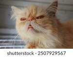 a Close up photo of a cute ugly cat with orange fur and a protruding tongue