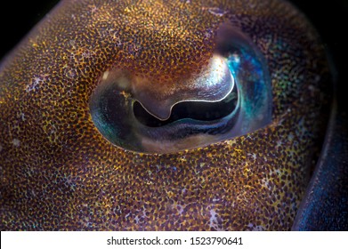 5,486 Squid eye Images, Stock Photos & Vectors | Shutterstock