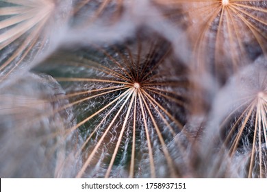 Close Up Photo Of Dandelion Crown