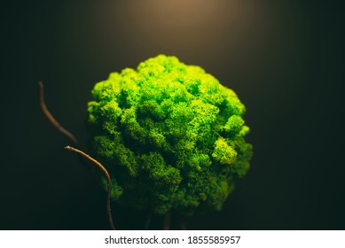 Close up photo of decorative greenery on dark background