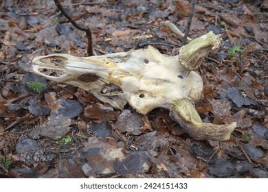 Close up photo of a deer skull on withered leaves, selective focus. - Powered by Shutterstock