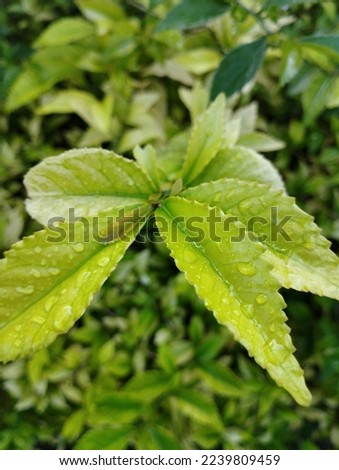 close up photo of dew affected teh-tehan (Acalypha siamensis) leaves. The teh-tehan tree is usually planted as an ornamental plant for natural fences.