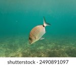 Close up photo of a Diplodus sargus swimming in the mediterranean sea,  with a blue background. Side view of a annular sea bream looking at the camera.