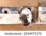 Close up photo of a donkey looking into the camera