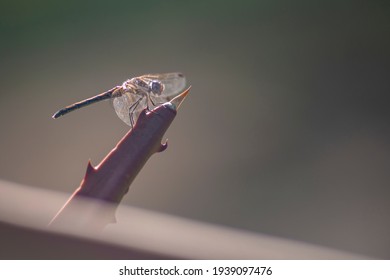 close up photo of a dragon fly - Shutterstock ID 1939097476