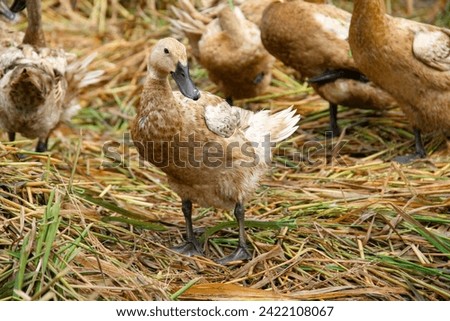 close up photo of a duck standing on wet straw.  with another flock of ducks in the background.
