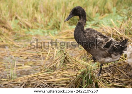 close up photo of a duck standing on wet straw in the middle of a rice field.