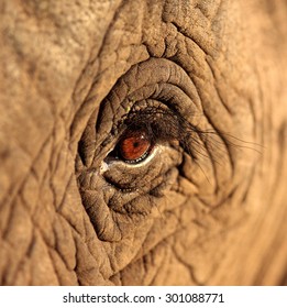 Elephants 8 x 10 GLOSSY Photo Picture IMAGE #8 Elephant Eye