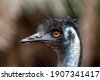 emu in the outback