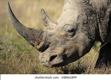 A Close Up Photo Of An Endangered White Rhino / Rhinoceros Face,horn And Eye. 