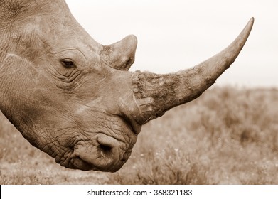 A Close Up Photo Of An Endangered White Rhino / Rhinoceros Face,horn And Eye.