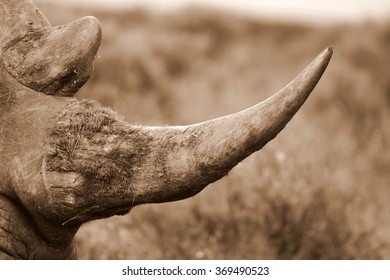 A Close Up Photo Of An Endangered White Rhino / Rhinoceros Horn. South Africa