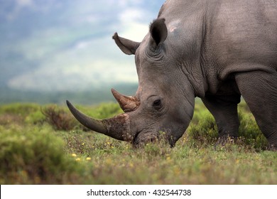 A close up photo of an endangered white rhino / rhinoceros face,horn and eye. South Africa