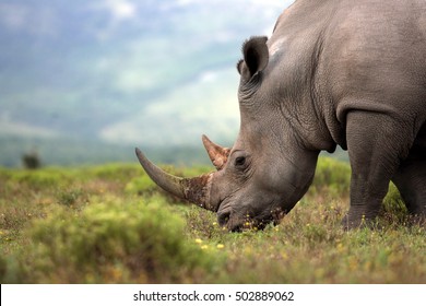 A close up photo of an endangered white rhino / rhinoceros face,horn and eye. South Africa - Shutterstock ID 502889062