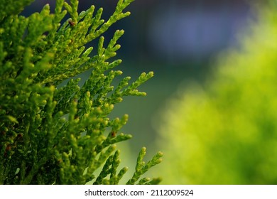 Close Up Photo Of Evergreen Three Thuja - Cypress Family. 