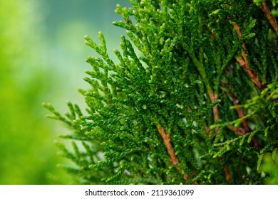 Close Up Photo Of Evergreen Three Thuja - Cypress Family. 