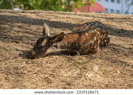 Close up photo of a fawn sleeping
