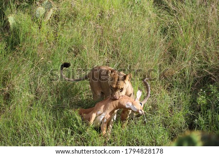 Close up photo of female Lion dragging dead impala antelope kill by neck in Maasai Mara National Reserve, Kenya, Africa