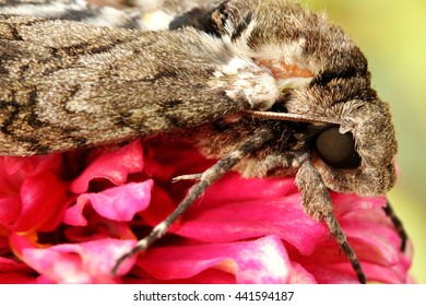 Close Up Photo Of A Five Spotted Hawk Moth Resting On A Pink Zinnia In The Flower Bed.