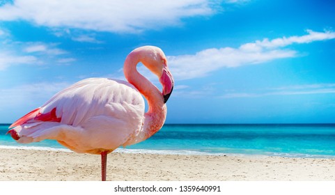 Close up photo of flamingo standing on the beach. There is clear sea and blue sky in the background. It is situated in Cuba, Caribbean. It is tropical natural background. - Powered by Shutterstock