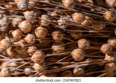 Close up photo of a flax flower in middle of ripe flax capsules