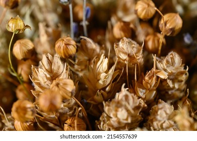 Close up photo of a flax flower in middle of ripe flax capsules