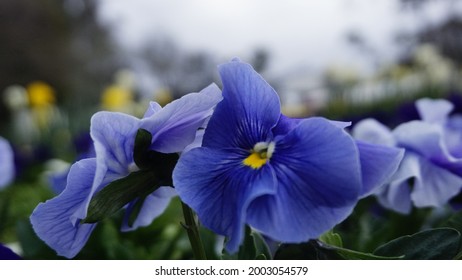 Close Up Photo Of Floral At Floriade Canberra