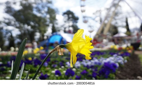 Close Up Photo Of Floral At Floriade Canberra