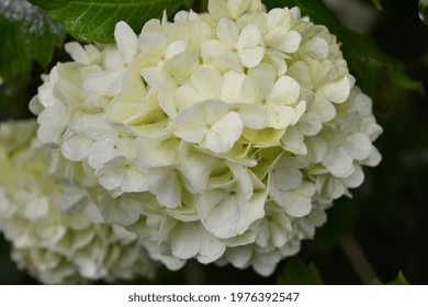A close up photo of flowering snowball tree in May, Oxfordshire, England, Great Britain, UK. Viburnum opulus 'Roseum' commonly known as Snowball or Guelder rose. 
