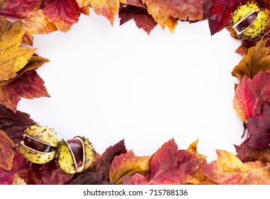 Close up photo of frame made of passel dry autumn fall foliage in warm colors three conkers,(chestnuts, buckeyes) recumbent on white background - Shutterstock ID 715788136