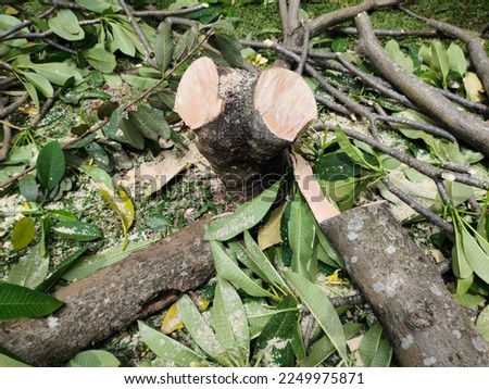 Close up photo of a frangipani tree trunk after being cut down use chainsaw