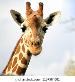 Close Up Photo Of A Giraffe