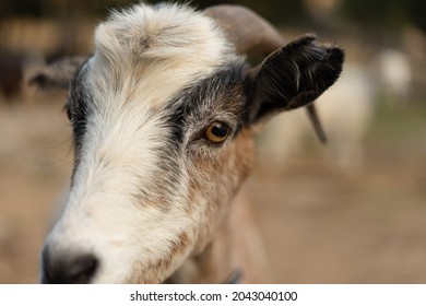 Samantona is goat