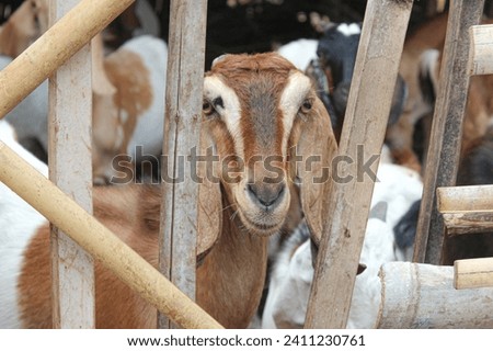 Close up photo of goats behind a bamboo cage