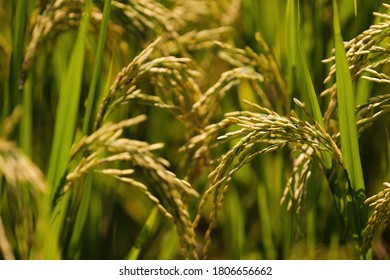 Close Photo Golden Rice Field Stock Photo 1806656662 | Shutterstock